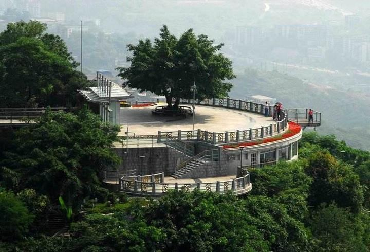 南山一棵树